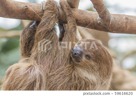 [Sloth] A sloth hanging on a tree branch 59616620