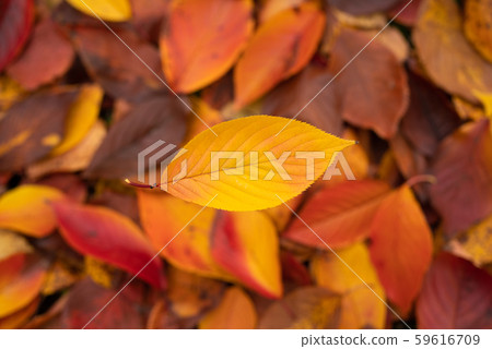 秋天的落葉圖像 59616709