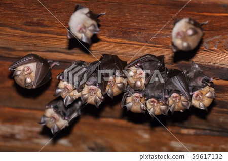 Group of lesser horseshoe bats Rhinolophus hipposideros Group of lesser horseshoe bats Rhinolophus hipposideros 59617132
