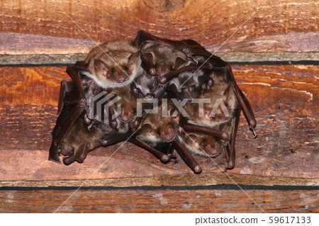 Greater mouse eared bat Myotis myotis Greater mouse eared bat Myotis myotis 59617133