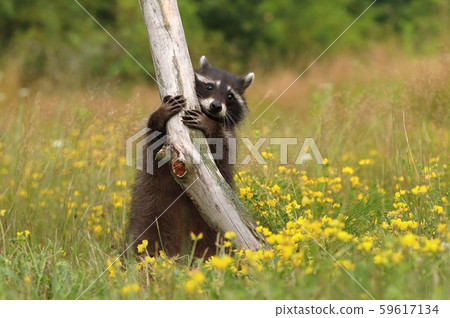 Adorable common raccoon Procyon lotor Adorable common raccoon Procyon lotor 59617134
