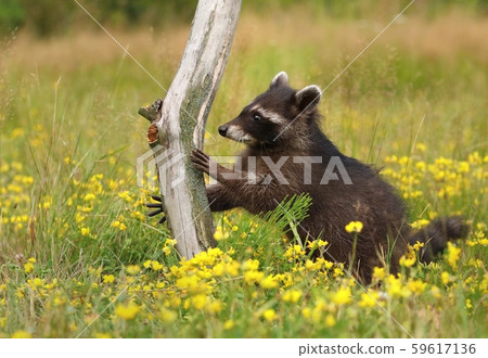 Adorable common raccoon Procyon lotor Adorable common raccoon Procyon lotor 59617136