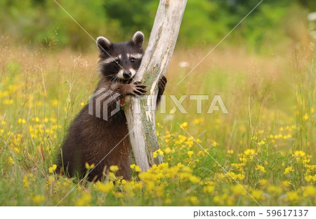 Adorable common raccoon Procyon lotor Adorable common raccoon Procyon lotor 59617137
