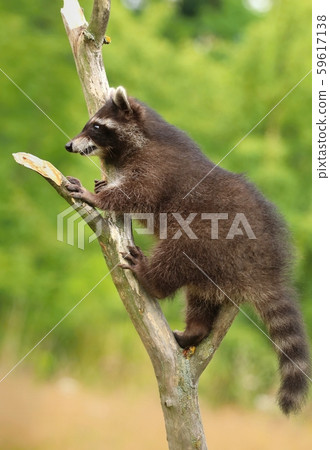 Adorable common raccoon Procyon lotor 59617138