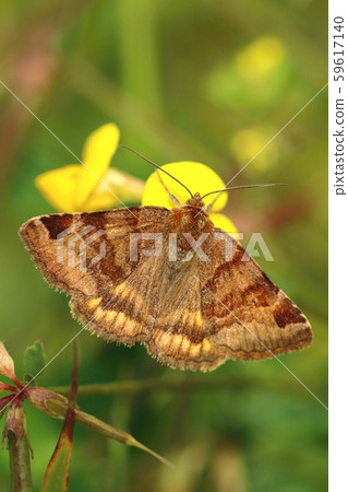 Brown butterfly Euclidia glyphica in summer Brown butterfly Euclidia glyphica in summer 59617140