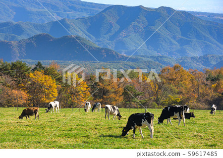 山梨縣牧木場公園 山梨縣牧木場公園 59617485