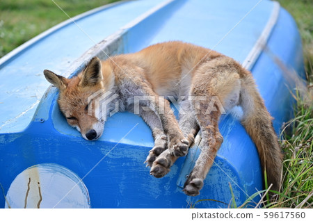 Fox taking a nap Fox taking a nap 59617560