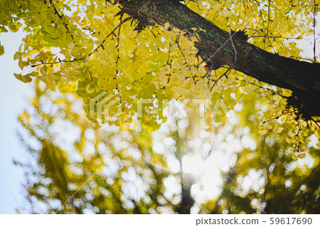 Ginkgo Ginkgo 59617690