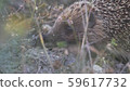 muzzle of a hedgehog lurking in the grass 59617732