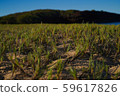 Dry grass in the background of a hill on the beach. 59617826