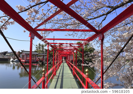 Sakura and Vermilion Bridge in Hakuryu Shrine (Isezaki City, Gunma Prefecture) Sakura and Vermilion Bridge in Hakuryu Shrine (Isezaki City, Gunma Prefecture) 59618105