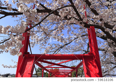 Sakura and Vermilion Bridge in Hakuryu Shrine (Isezaki City, Gunma Prefecture) Sakura and Vermilion Bridge in Hakuryu Shrine (Isezaki City, Gunma Prefecture) 59618106