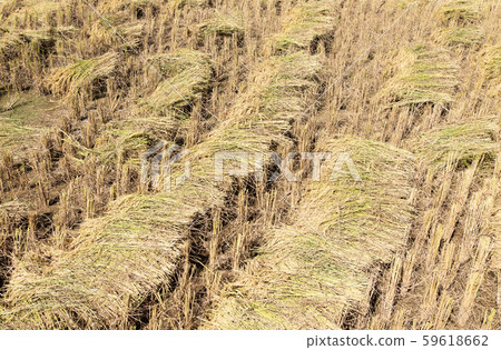 Golden paddy pile after the harvesting time. 59618662