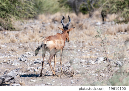 Hartebeest in Etosha National Park 59619100