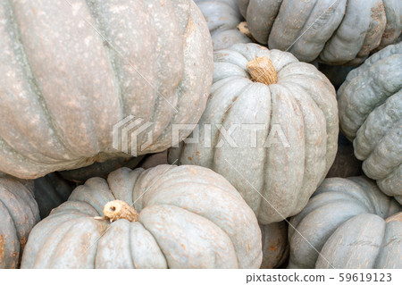 Mountain of pumpkins. Pumpkins texture. A bunch of pumpkins. Closeup of pumpkins. Mountain of pumpkins. Pumpkins texture. A bunch of pumpkins. Closeup of pumpkins. 59619123