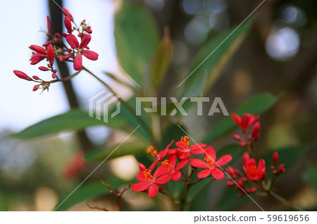 紅色的小花 紅色的小花 59619656