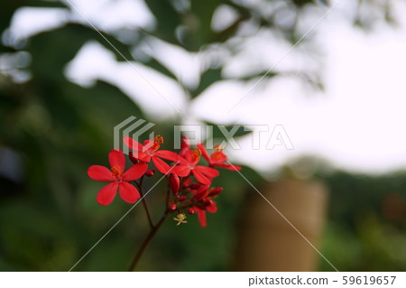 紅色的小花 紅色的小花 59619657