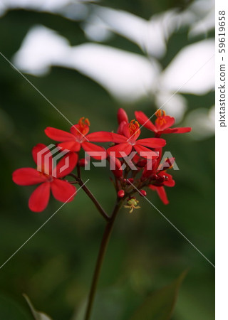 紅色的小花 紅色的小花 59619658