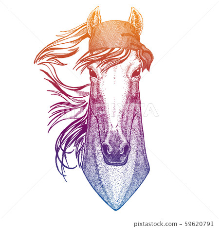 Horse, hoss, knight, steed, courser. Wild pirate or biker. Vector animal portrait. Sailor 59620791