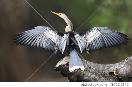 Anhinga perched on a falling tree with wings and tail spread to dry 59621342