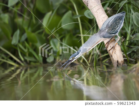 Striated heron fishing in the river 59621343