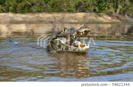 Close up of a Yacare caiman eating piranha Close up of a Yacare caiman eating piranha 59621344