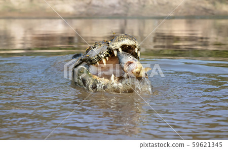 Close up of a Yacare caiman eating piranha Close up of a Yacare caiman eating piranha 59621345