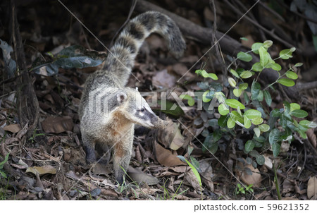 Close up of a South American coati Close up of a South American coati 59621352