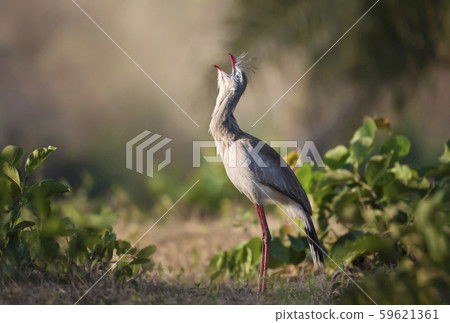 Close up of a red-legged seriema calling 59621361