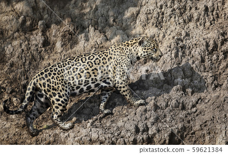 Jaguar walking along the river bank 59621384
