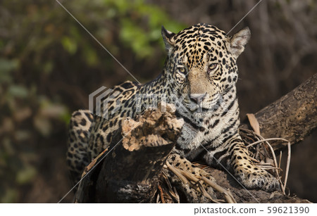 Close up of a Jaguar on a fallen tree 59621390