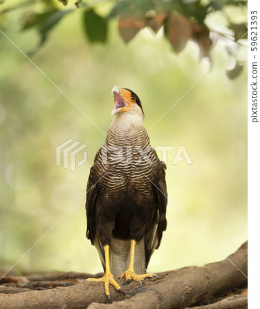 Close up of Southern crested caracara calling 59621393