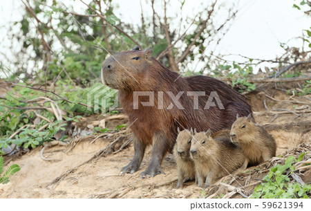 Capybara mother with three pups Capybara mother with three pups 59621394