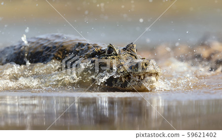 Close up of a Yacare caiman in splashing water Close up of a Yacare caiman in splashing water 59621402