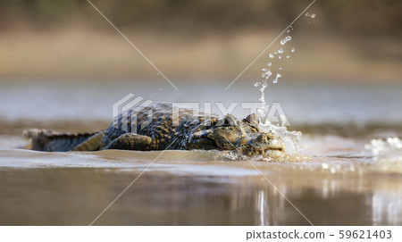 Close up of a Yacare caiman in water 59621403