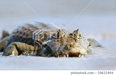 Close up of a Yacare caiman in water Close up of a Yacare caiman in water 59621404