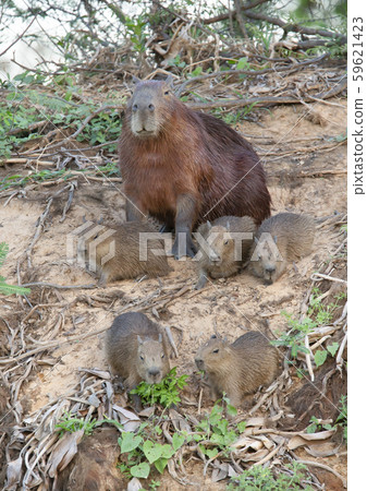 Close up of Capybara mother with five babies Close up of Capybara mother with five babies 59621423