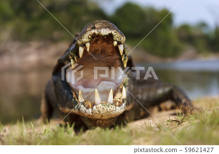 Close up of a Yacare caiman with open mouth 59621427