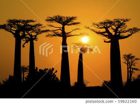 Stunning sunset above Baobab Avenue, Morondava, Madagascar 59622160
