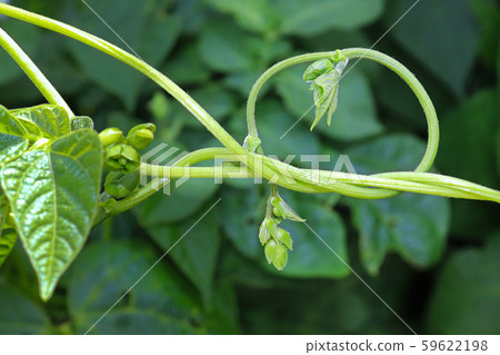 Closeup of a bean vine twisting and curling 59622198