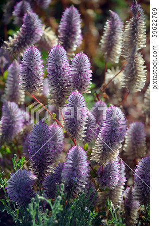 Feathery Australian native purple Ptilotus exaltatus flowers, family Amaranthaceae. Called Mulla Mulla by indigenous Australians. Feathery Australian native purple Ptilotus exaltatus flowers, family Amaranthaceae. Called Mulla Mulla by indigenous Australians. 59622769