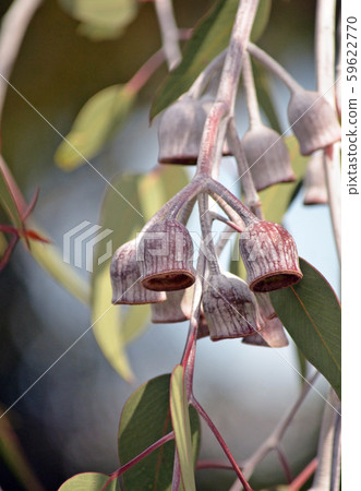 Large white and burgundy gumnuts and grey green leaves of the Australian native Silver Princess, Eucalyptus caesia, family Myrtaceae. Endemic to Western Australia. Large white and burgundy gumnuts and grey green leaves of the Australian native Silver Princess, Eucalyptus caesia, family Myrtaceae. Endemic to Western Australia. 59622770