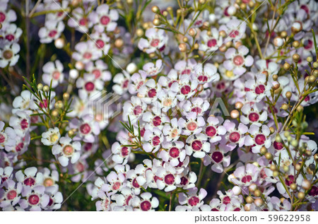 White and pink flowers of an Australian native Geraldton Wax cultivar, Chamelaucium uncinatum, family Myrtaceae, endemic to Western Australia. Winter and spring flowering. 59622958