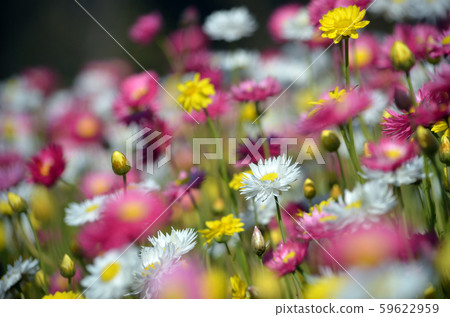 Spring background of a flower bed of Australian pink, yellow and white everlasting daisies. Selective focus on single white daisy. Also known as strawflowers and paper daisies. 59622959