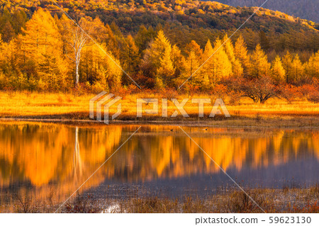 《 To木縣》秋天的奧庫日光/大行郎原《幻影大行郎》 59623130