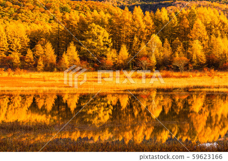 《 To木縣》秋天的奧庫日光/大行郎原《幻影大行郎》 59623166
