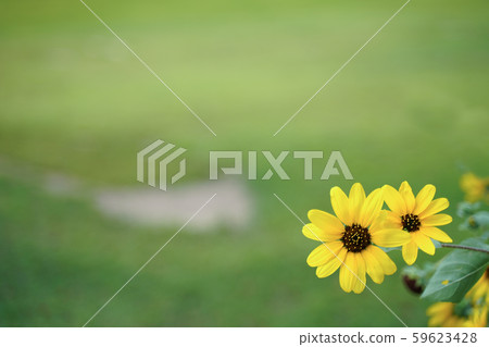 迷你向日葵 59623428