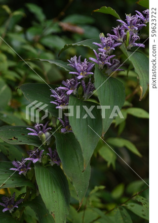 Flowers of cypress 59623722