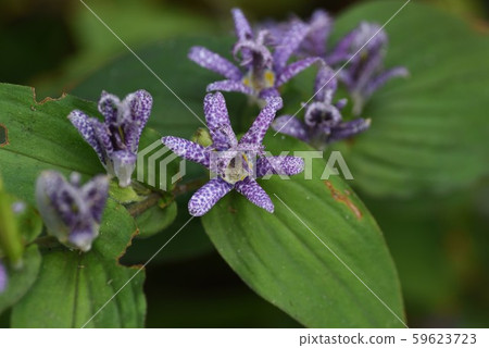 Flowers of cypress 59623723