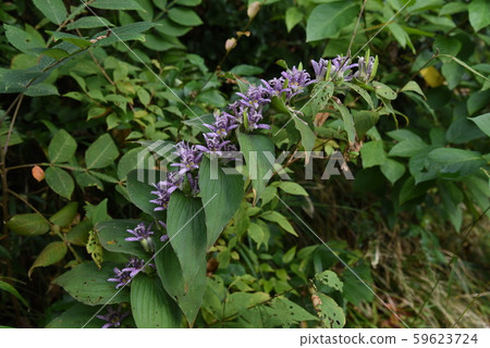 Flowers of cypress 59623724